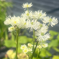 Trautvetteria caroliniensis var. japonica